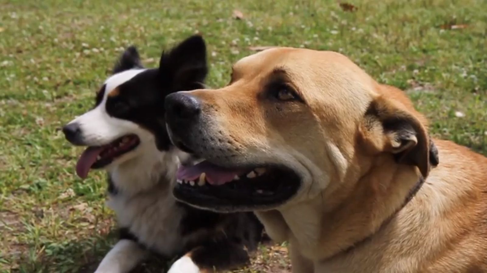 dogs